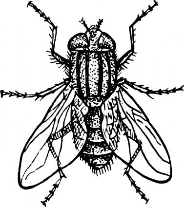 377x425 Flies Clip Art House Fly Vector Clip Art