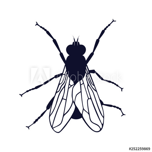 House Fly Drawing | Free download on ClipArtMag