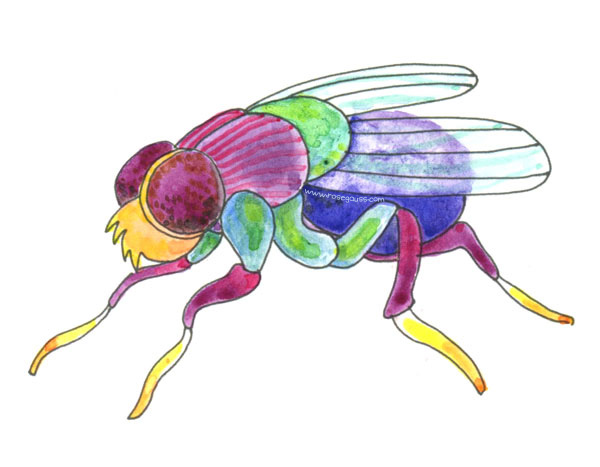 600x467 H Is For House Fly