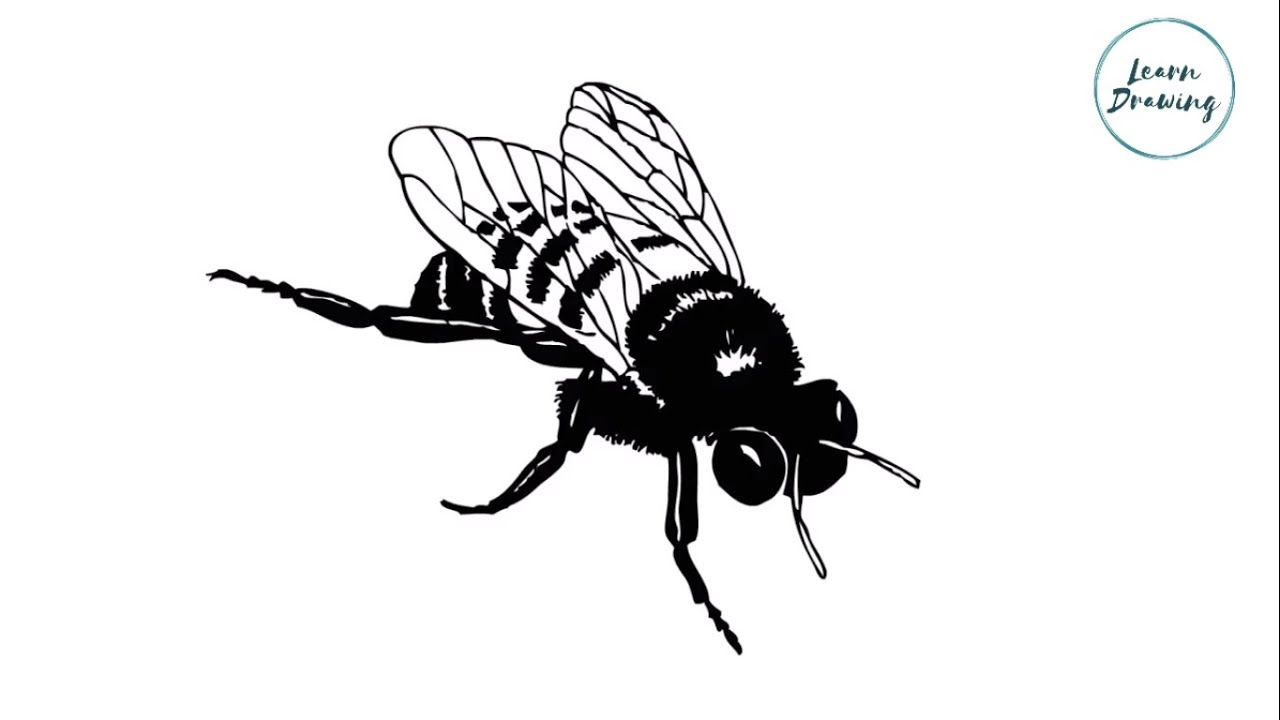 1280x720 How To Draw A House Fly Step