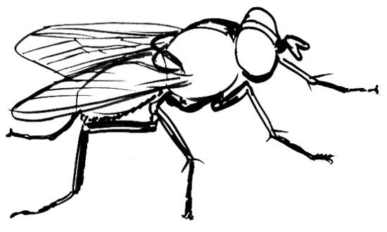 550x329 How To Draw A Fly