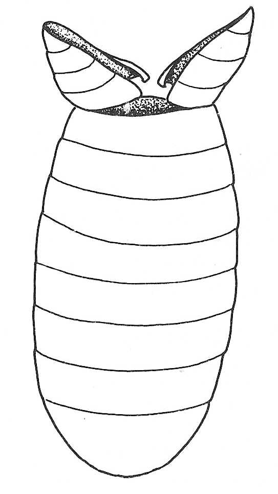 543x965 Biological Drawings Insects Housefly Pupal Case Biology