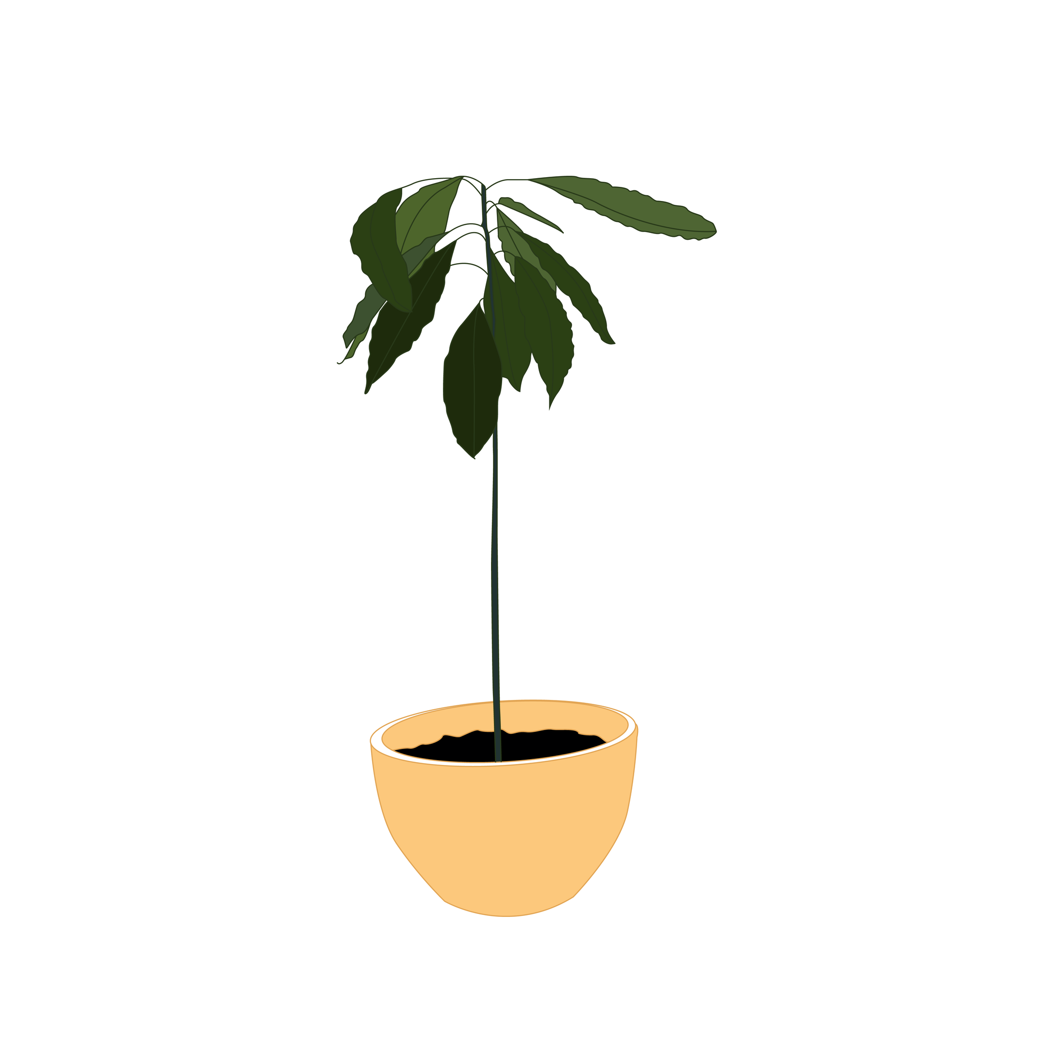2160x2159 House Plant Graphic Avocado Tree Plant Drawing Art