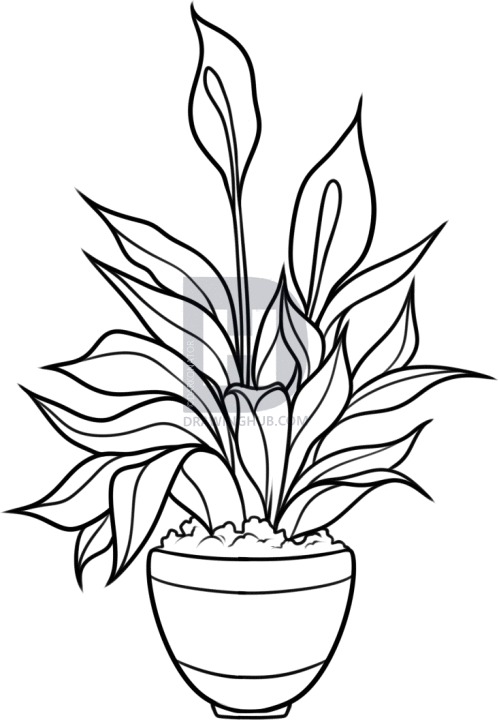 499x720 How To Draw A Peace Plant, Peace Lily, Step