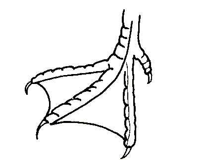 418x324 bird feet herring gull lesson birds herring gull, bird