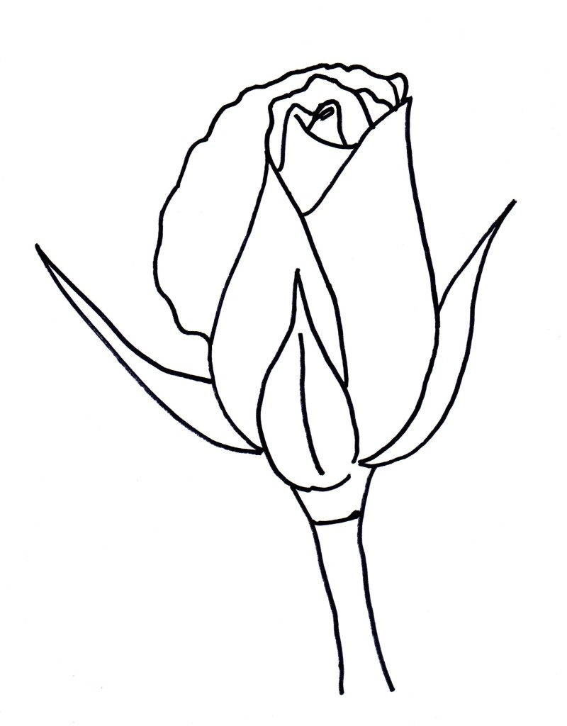 800x1024 How To Draw A Rose Bud