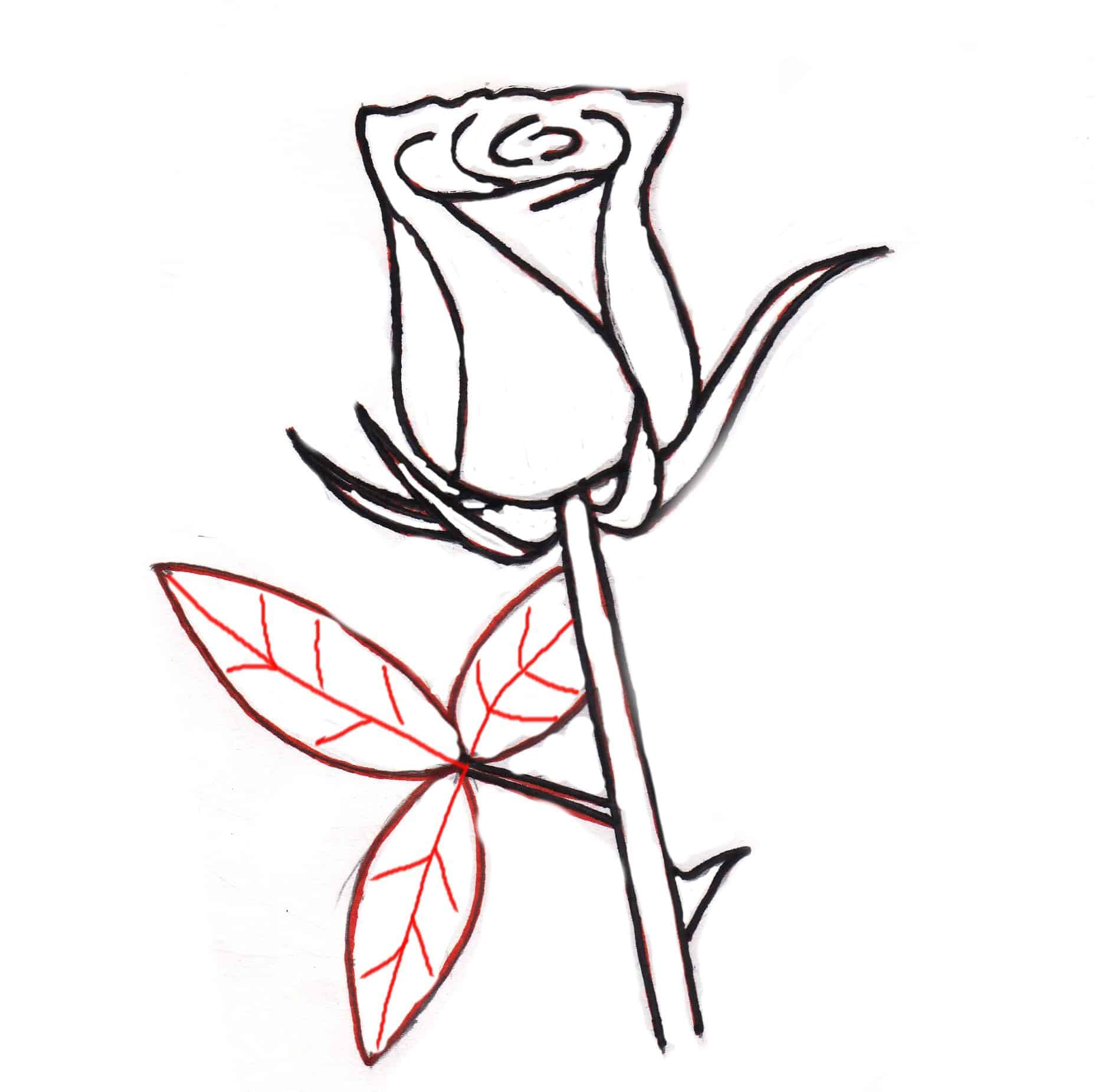 1856x1850 How To Draw A Rose