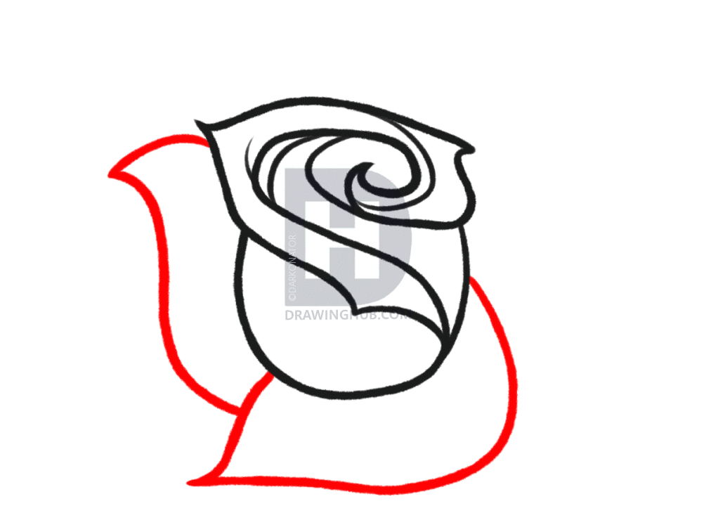 1002x720 How To Sketch A Rose, Step