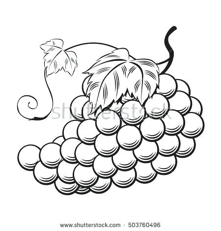 450x470 how to draw a grape hand draw grape vector how to draw grapes wikihow