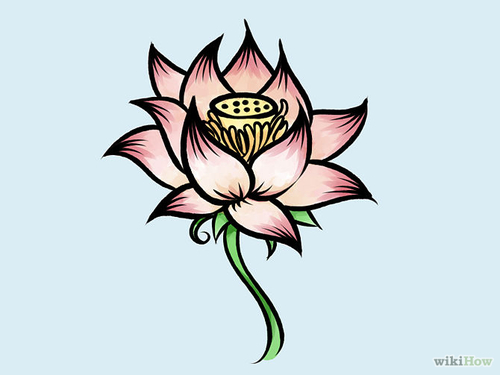 500x375 How To Draw A Lotus Flower Steps