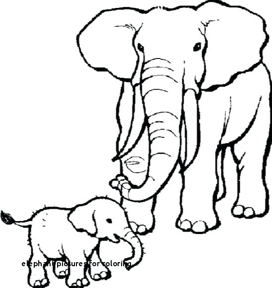 548x581 Elephant Picture For Drawing How To Draw An Elephant Sketch New