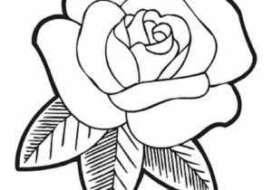 300x210 Easy Rose Flower Sketch How To Draw A Rose Flower