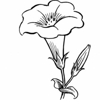 336x336 Beautiful Red Rose Flower Drawings How To Make Coreldraw Art Step