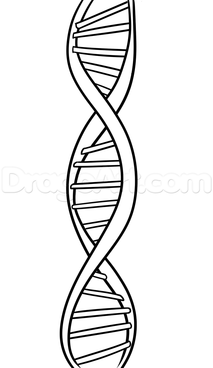 748x1292 pencil sketch of dna and how to draw dna, stepstep, anatomy