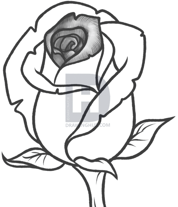 619x720 how to draw a rose bud, rose bud, step