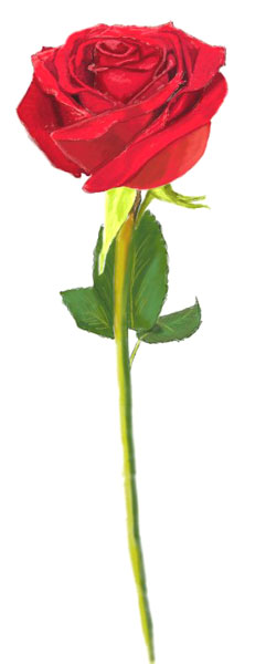 241x600 How To Draw A Rose