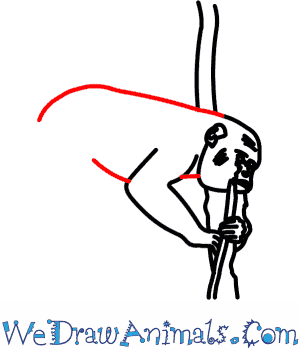 300x350 How To Draw A Red Howler Monkey