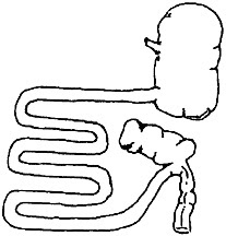 207x216 Monkey Life The Howlers Monkeys Digestive Needs