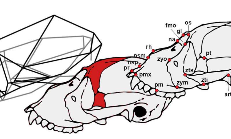800x480 Study Analyzes The Peculiar Cranial Anatomy Of Howler Monkeys