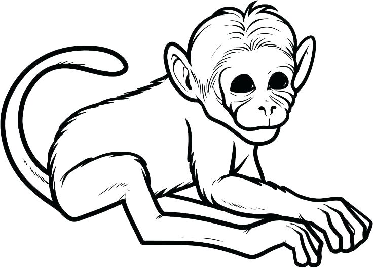 736x530 Charming Howler Monkey Coloring