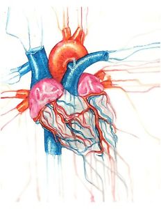 232x300 Huge Collection Of 'heart Drawing Anatomy' Download More Than