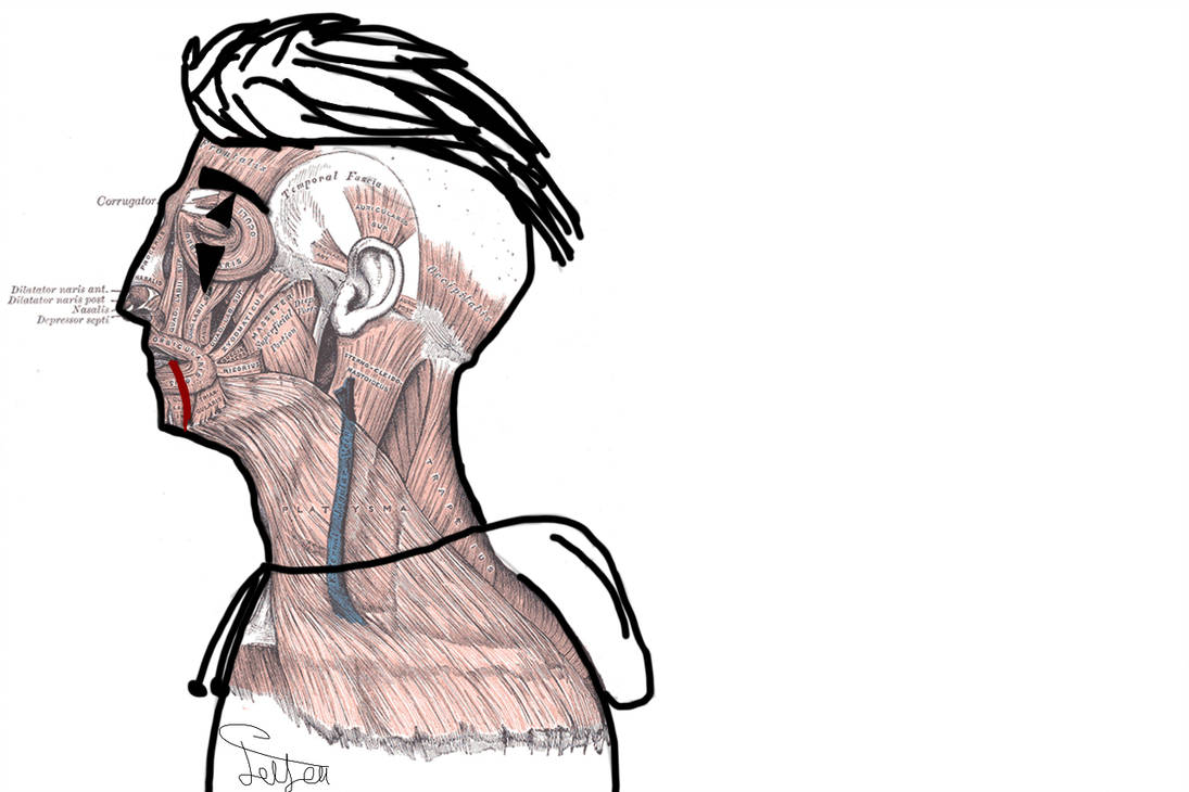 1095x730 Human Anatomy