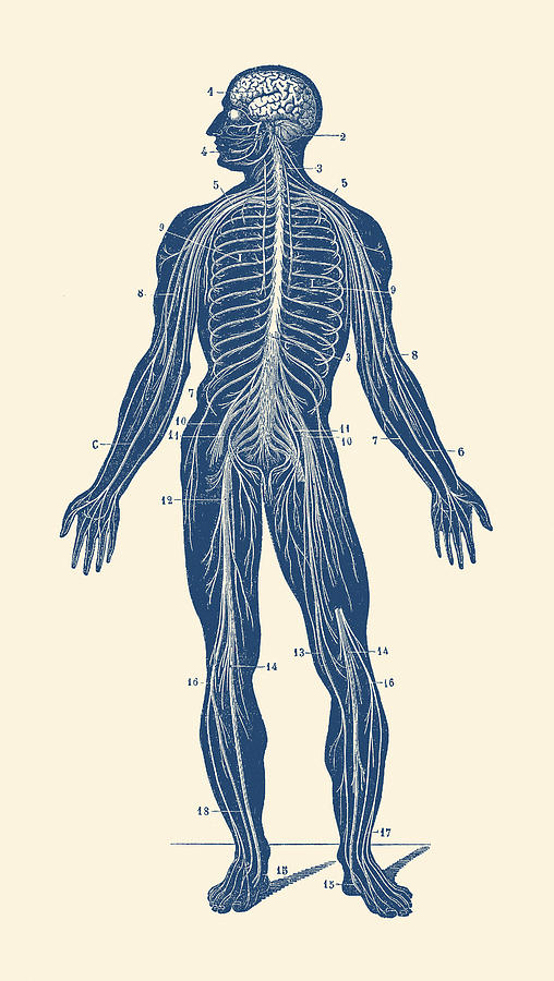 508x900 Human Lymphatic System