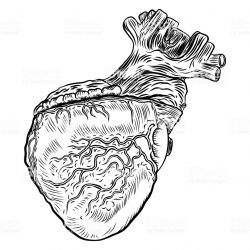 250x250 Anatomical Heart Drawing Black And White Color Flowers Mechanical