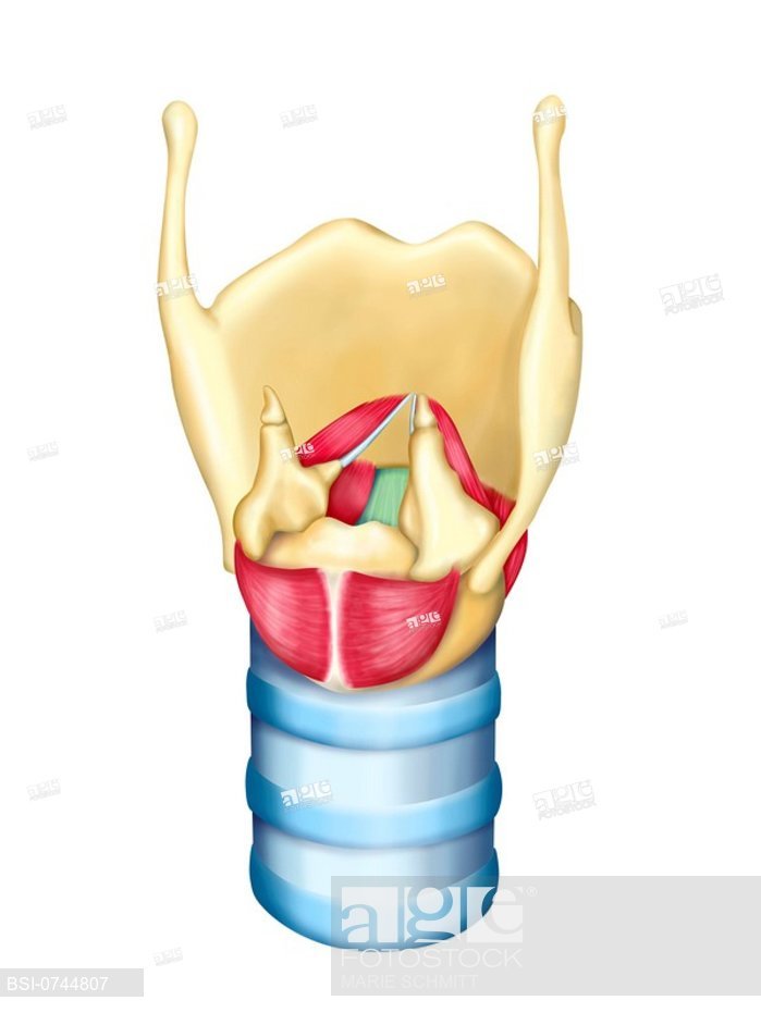 699x931 Larynx, Drawing Anatomy Of The Larynx Posterior View See, Stock