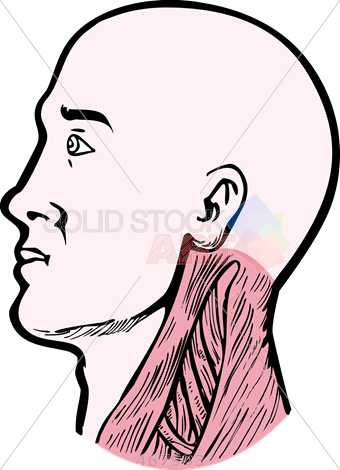 340x470 Stock Illustration Of Old Fashioned Cartoon Drawing Of Human