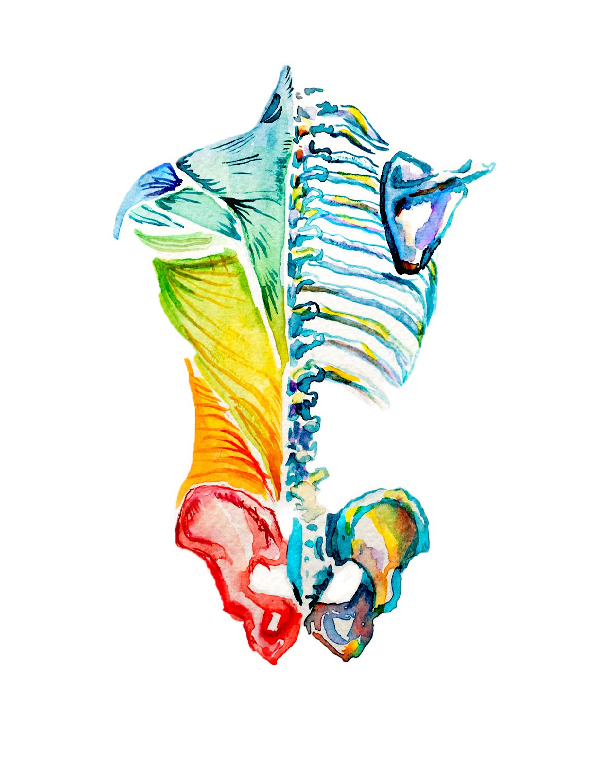 1224x1584 Anatomy Watercolor Muscles Corresponding To Chakras Watercolor