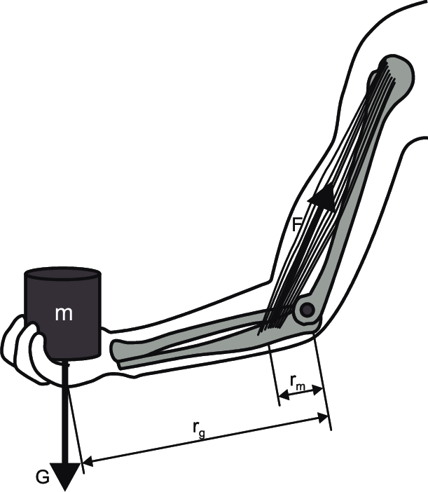 611x702 Shows Functioning Of The Human Arm Radius Bone Is Connected