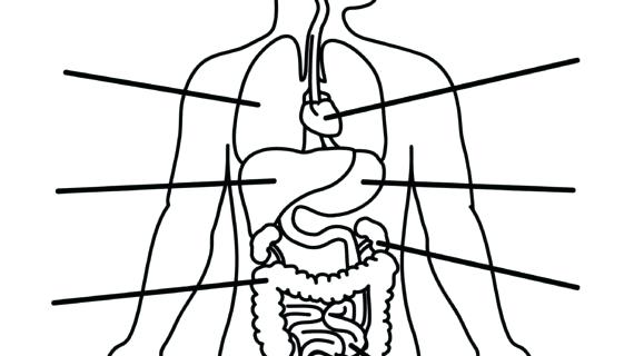 570x320 Human Body Outline Printable
