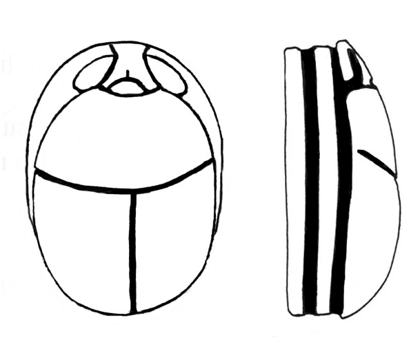 609x494 characteristic features of back and sides, type