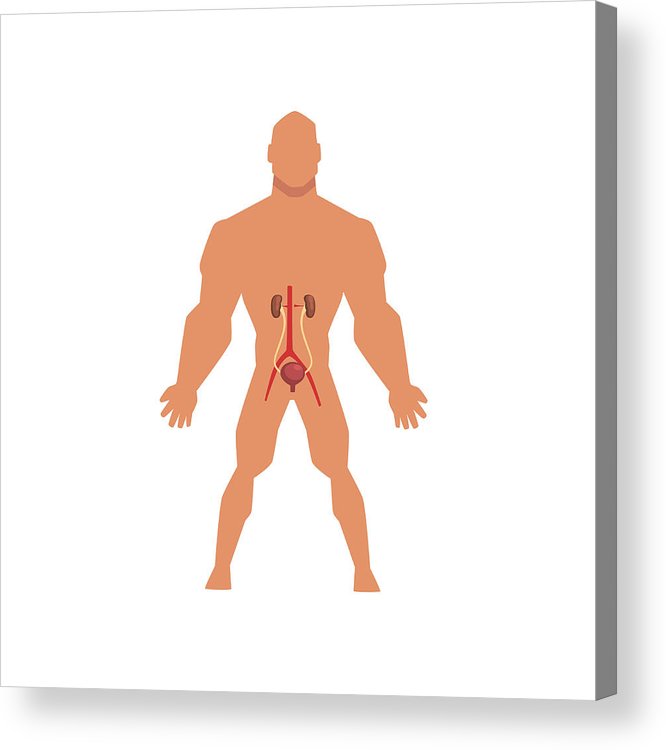 666x750 Human Urinary System, Anatomy Of Human Body Vector Illustration