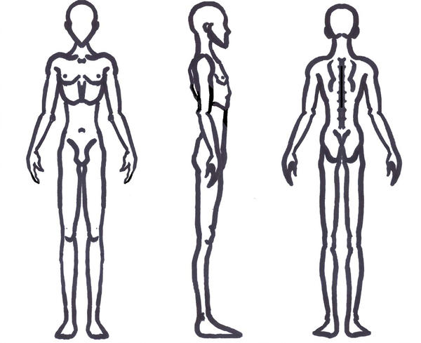 600x489 Male Anatomy