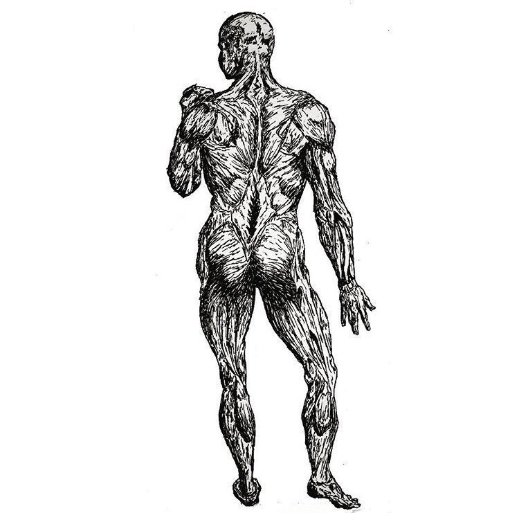 750x741 On Twitter The Muscle Anatomy Drawn With A Pilot Pen