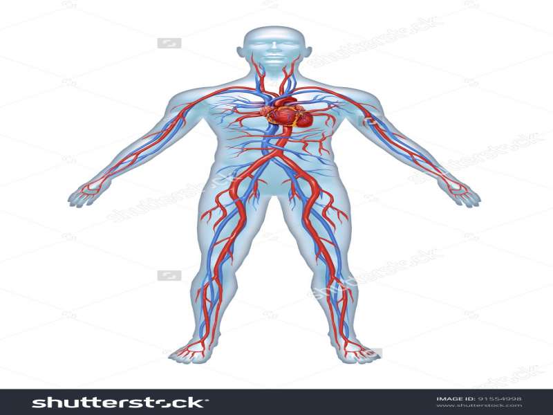 Human Body Anatomy Drawing | Free download on ClipArtMag