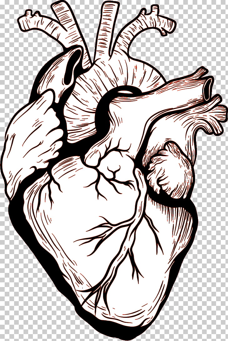 728x1087 Heart Human Body Drawing, Heart Png Clipart Free Cliparts Uihere