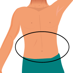 250x250 Collection Of Free Stomach Drawing Human Body Download On Ui Ex
