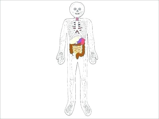662x496 Free Human Body Worksheets L Positive Image Lesson Plans A Human