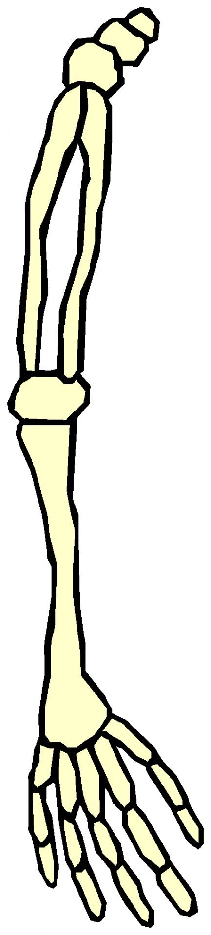 433x1920 Free Photos Body Parts Search, Download