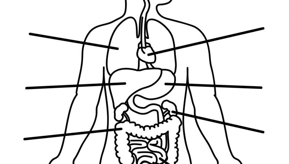 960x544 Human Body Coloring Pages Forindergarten Collection Of High