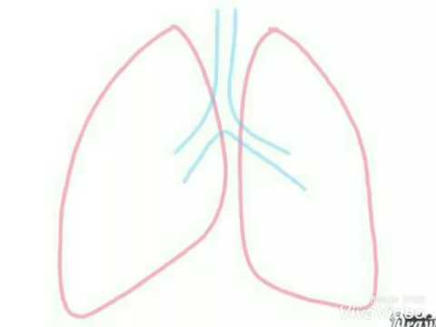 480x360 easy method to draw human respiratory system