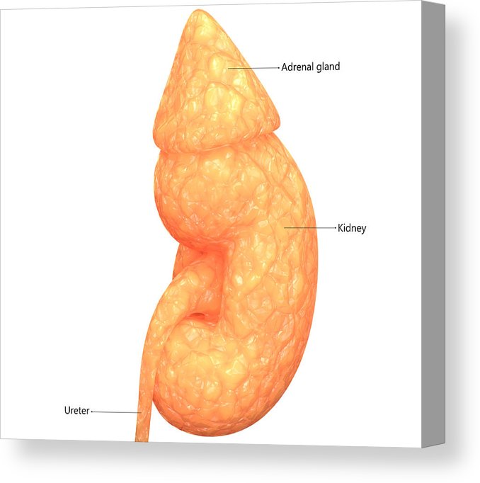 678x682 Human Body Organs