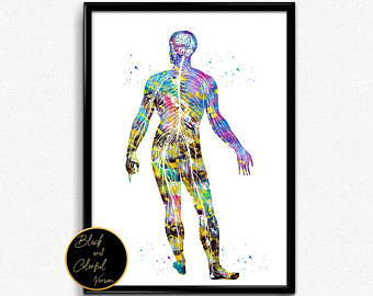 340x270 Human Body Wall Art Etsy