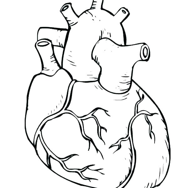 620x600 Human Body Coloring Pages Coloring With Fun
