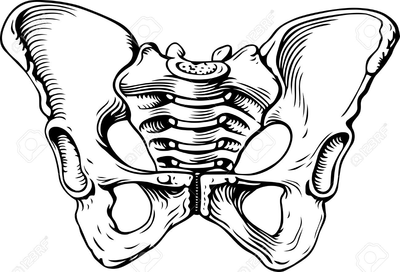 1300x882 Human Bone Clipart Black And White