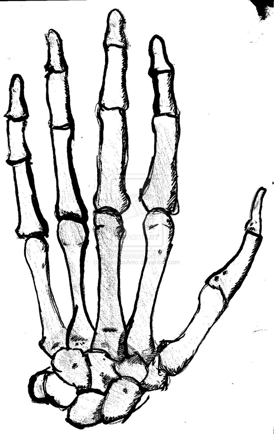 900x1424 Human Bones Drawing Hands