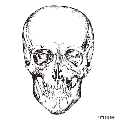 483x500 Human Body Anatomy Medical Illustration Human Bones Scull